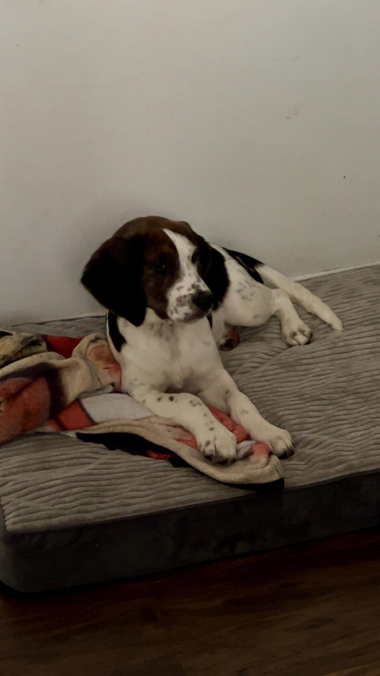 Cooler, an adopted mixed breed in Sag Harbor, NY image 2/4