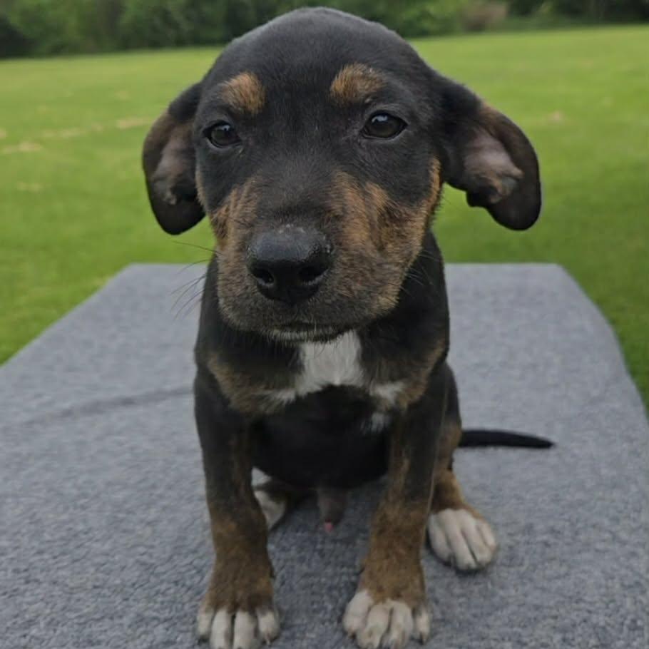 Bryce, Adoptable, Puppy Male Labrador Retriever & Australian Shepherd.