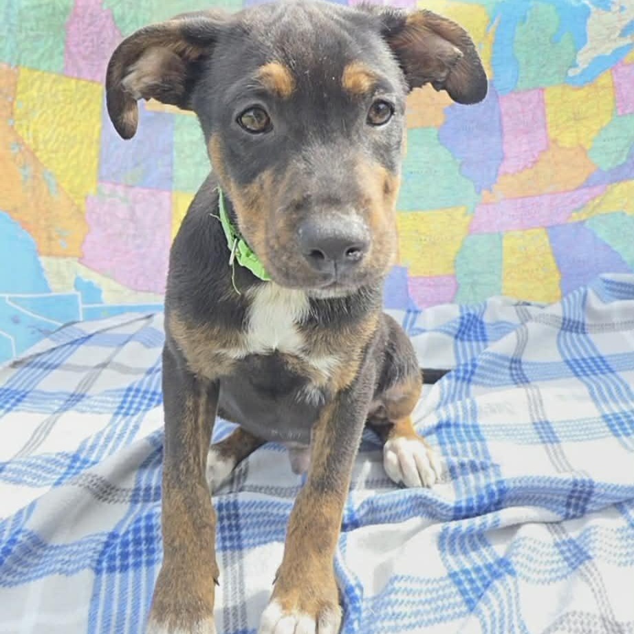 Bryce, Adoptable, Puppy Male Labrador Retriever & Australian Shepherd.