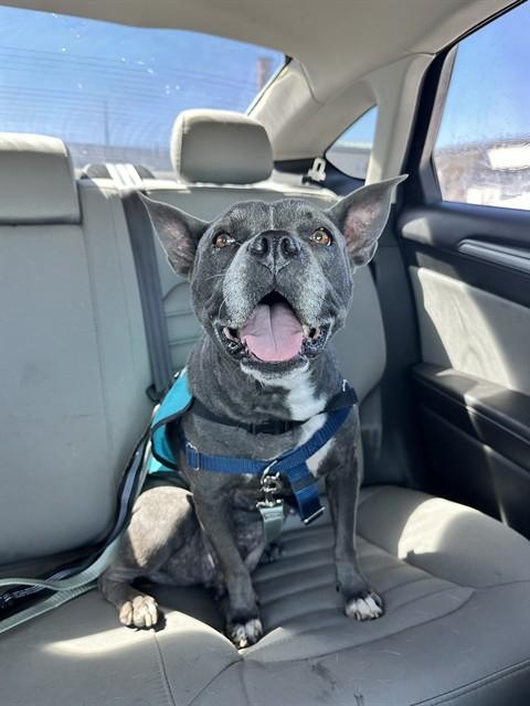 BELL, Adoptable, Adult Female Boston Terrier & Mixed Breed.