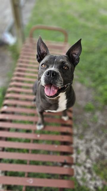 BELL, Adoptable, Adult Female Boston Terrier & Mixed Breed.