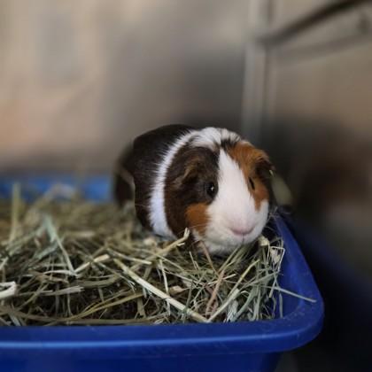 Enlarge Zoomies, a ADOPTABLE Guinea Pig in Sacramento, CA image 1/4