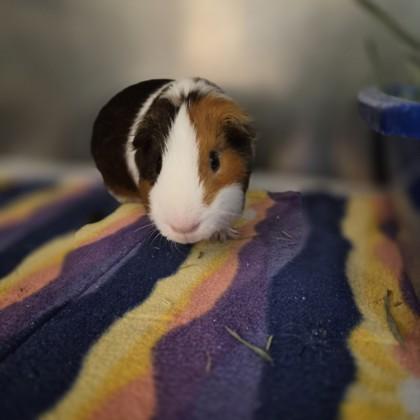 Enlarge Zoomies, a ADOPTABLE Guinea Pig in Sacramento, CA image 4/4