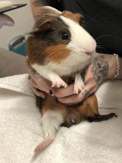 Enlarge Zoomies, a ADOPTABLE Guinea Pig in Sacramento, CA image 2/4