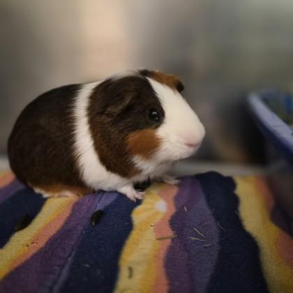 Enlarge Zoomies, a ADOPTABLE Guinea Pig in Sacramento, CA image 3/4