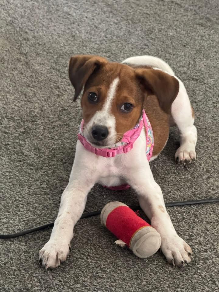 Raya, an adopted mixed breed in Crystal Lake, IL image 1/4