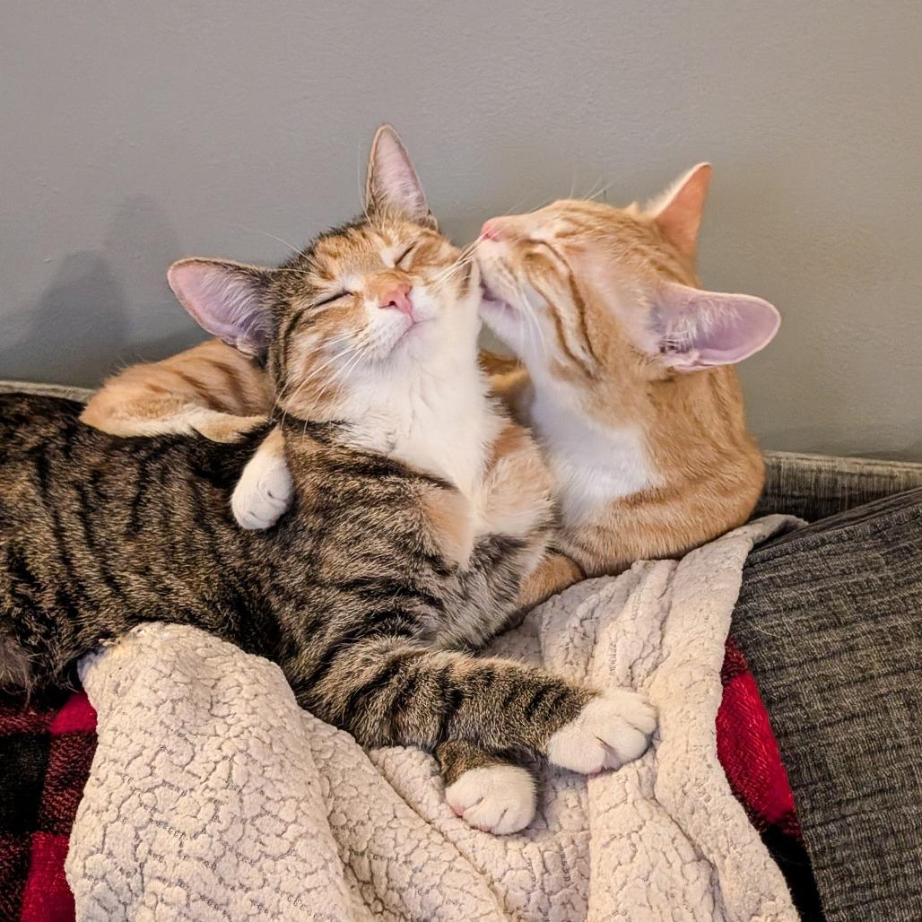 Sweetie Pie, Adoptable, Young Female Domestic Short Hair.