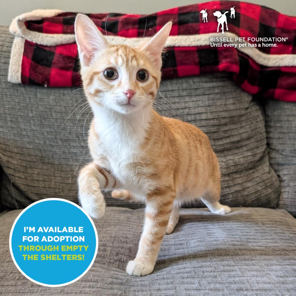 Sweetie Pie- $25 Bissell Sponsored Adoption Fee!, Adoptable, Young Female Domestic Short Hair.