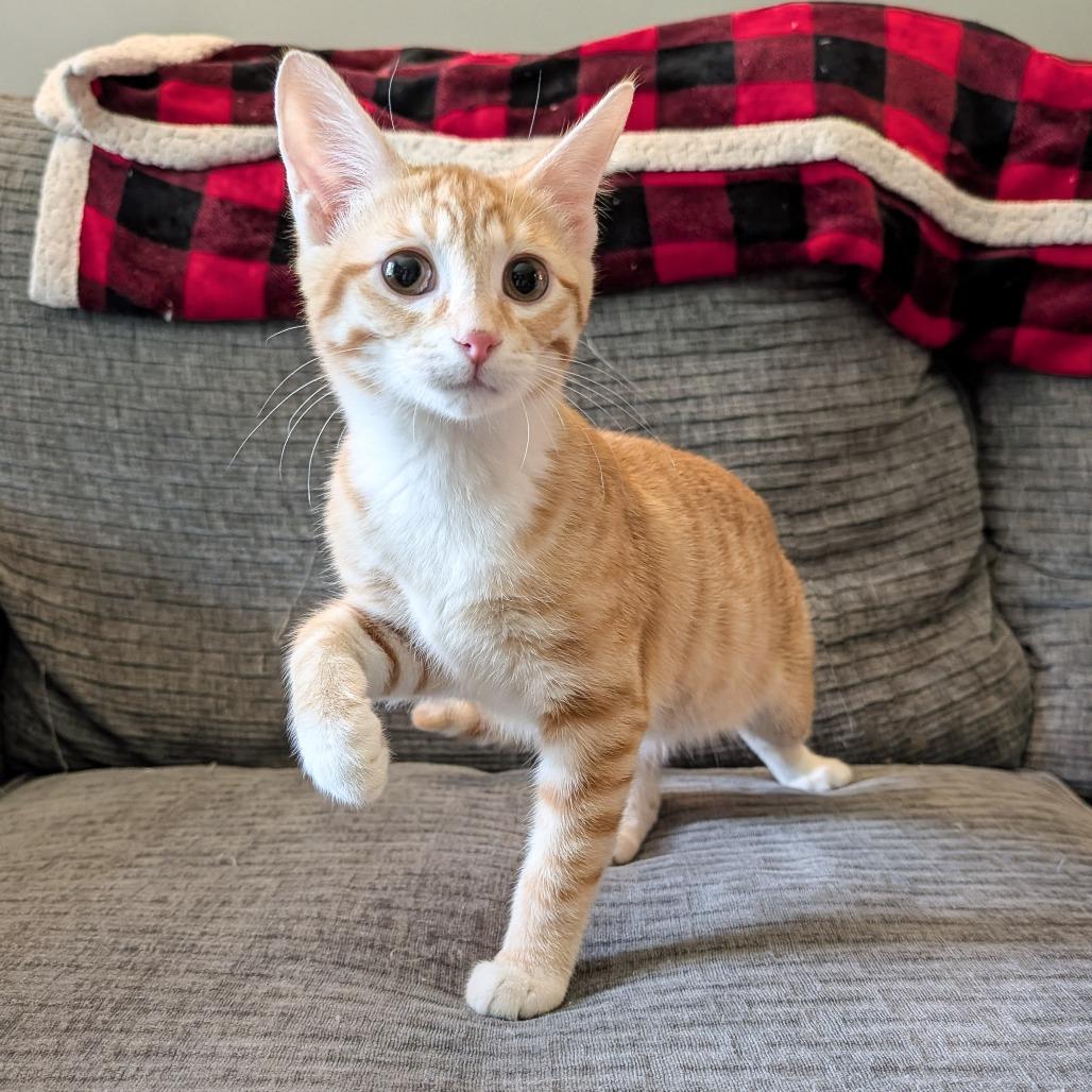 Sweetie Pie, Adoptable, Young Female Domestic Short Hair.