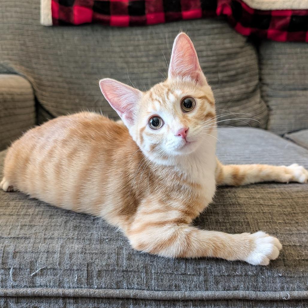 Enlarge Sweetie Pie- $25 Bissell Sponsored Adoption Fee!, a Adoptable Domestic Short Hair in Cincinnati, OH image 3/5