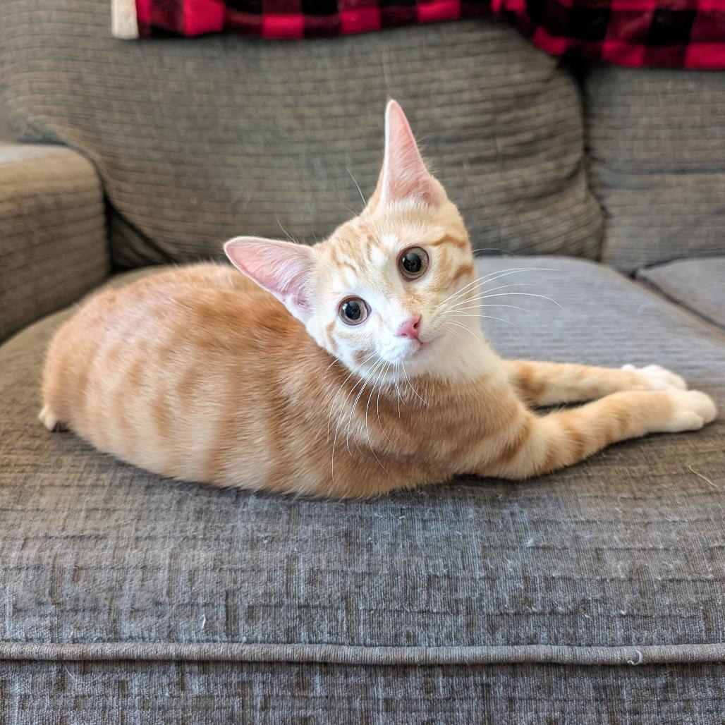 Enlarge Sweetie Pie- $25 Bissell Sponsored Adoption Fee!, a Adoptable Domestic Short Hair in Cincinnati, OH image 4/5