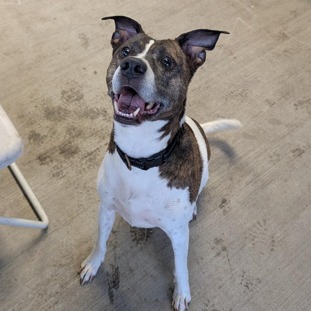 Ernie, Adoptable, Senior Male Hound & Mixed Breed.