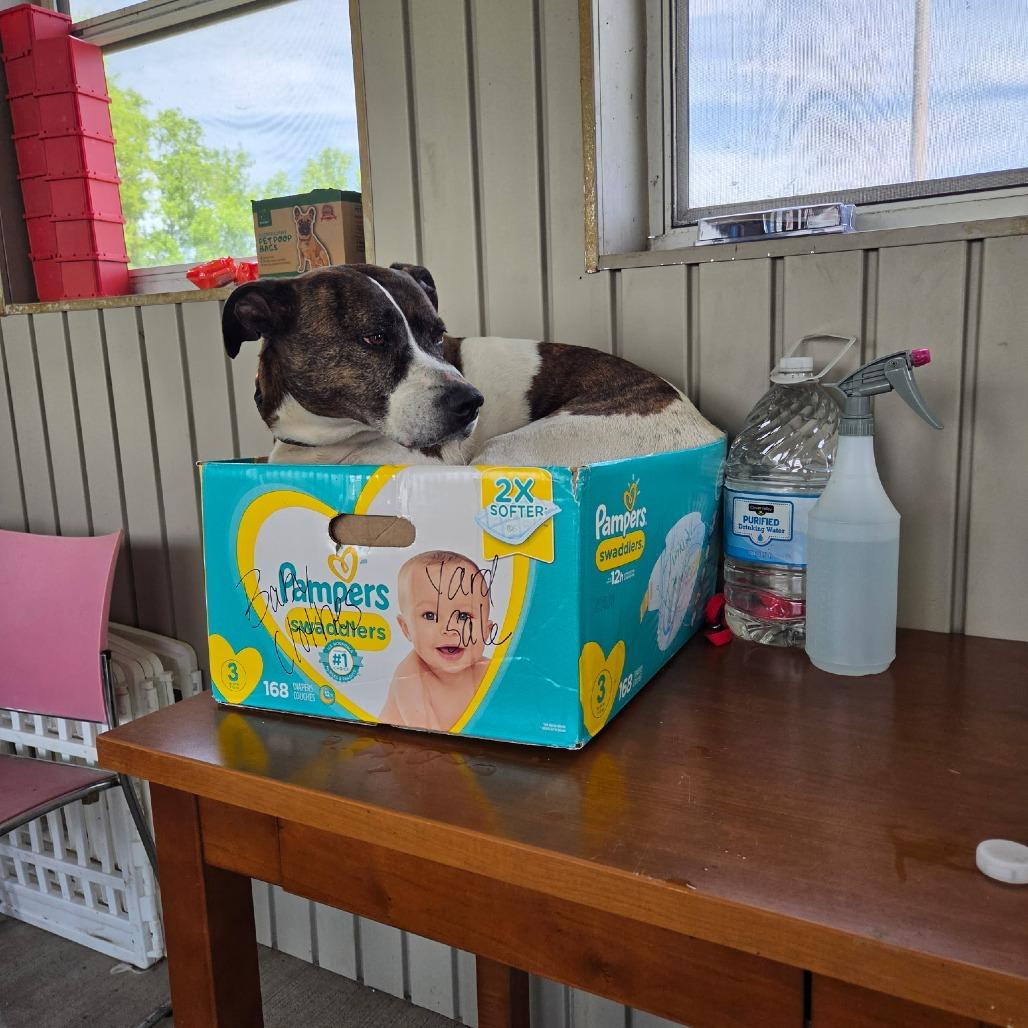 Enlarge Ernie, a Adoptable mixed breed in Jasper, IN image 2/6