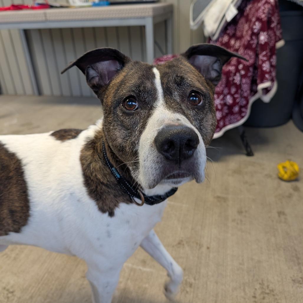 Enlarge Ernie, a Adoptable mixed breed in Jasper, IN image 3/6