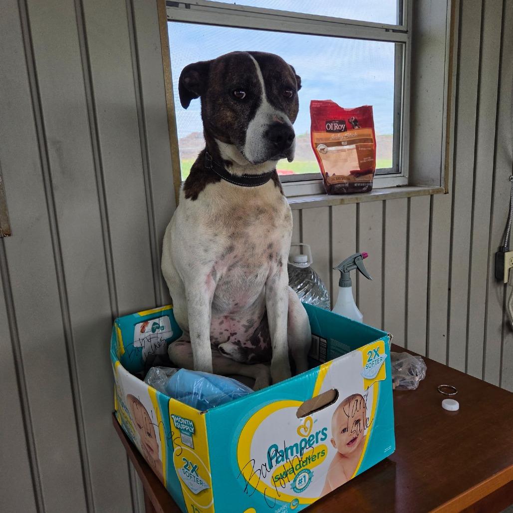 Enlarge Ernie, a Adoptable mixed breed in Jasper, IN image 4/6