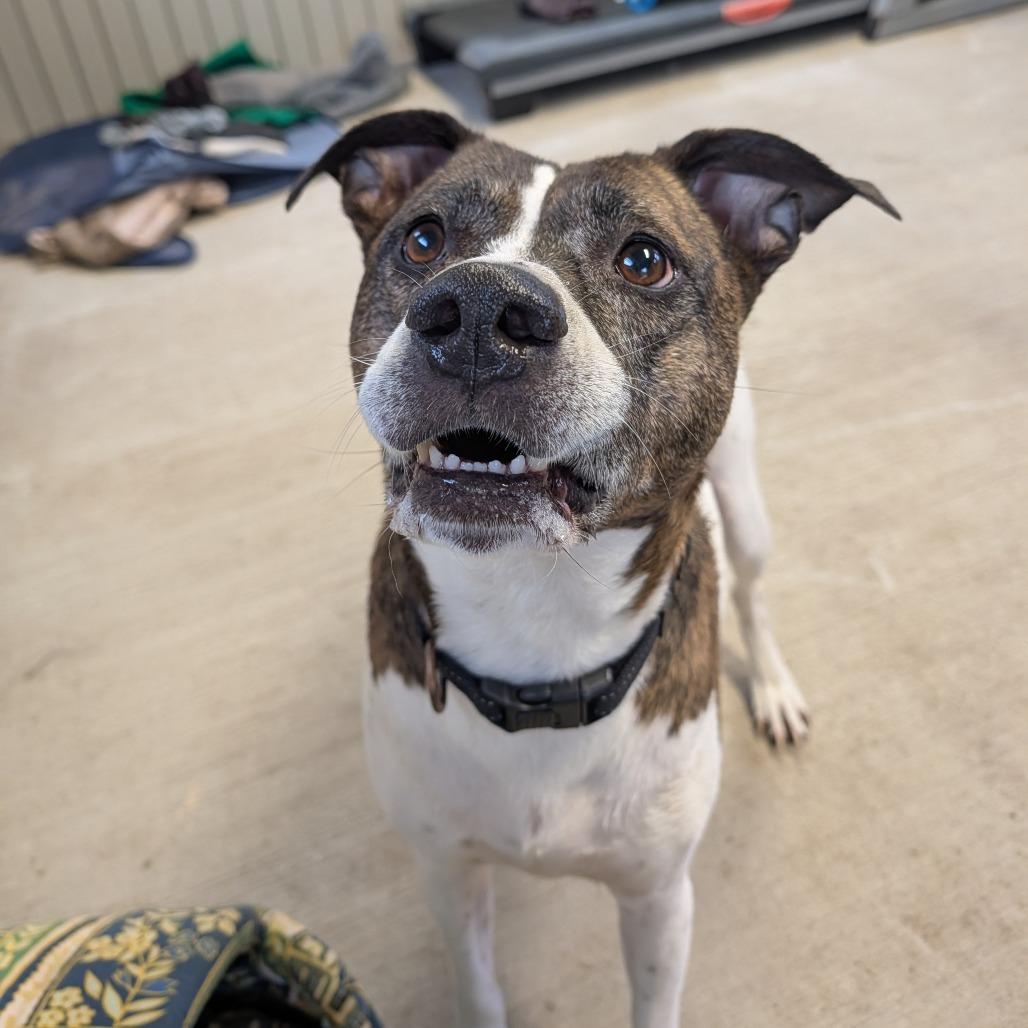 Enlarge Ernie, a Adoptable mixed breed in Jasper, IN image 5/6