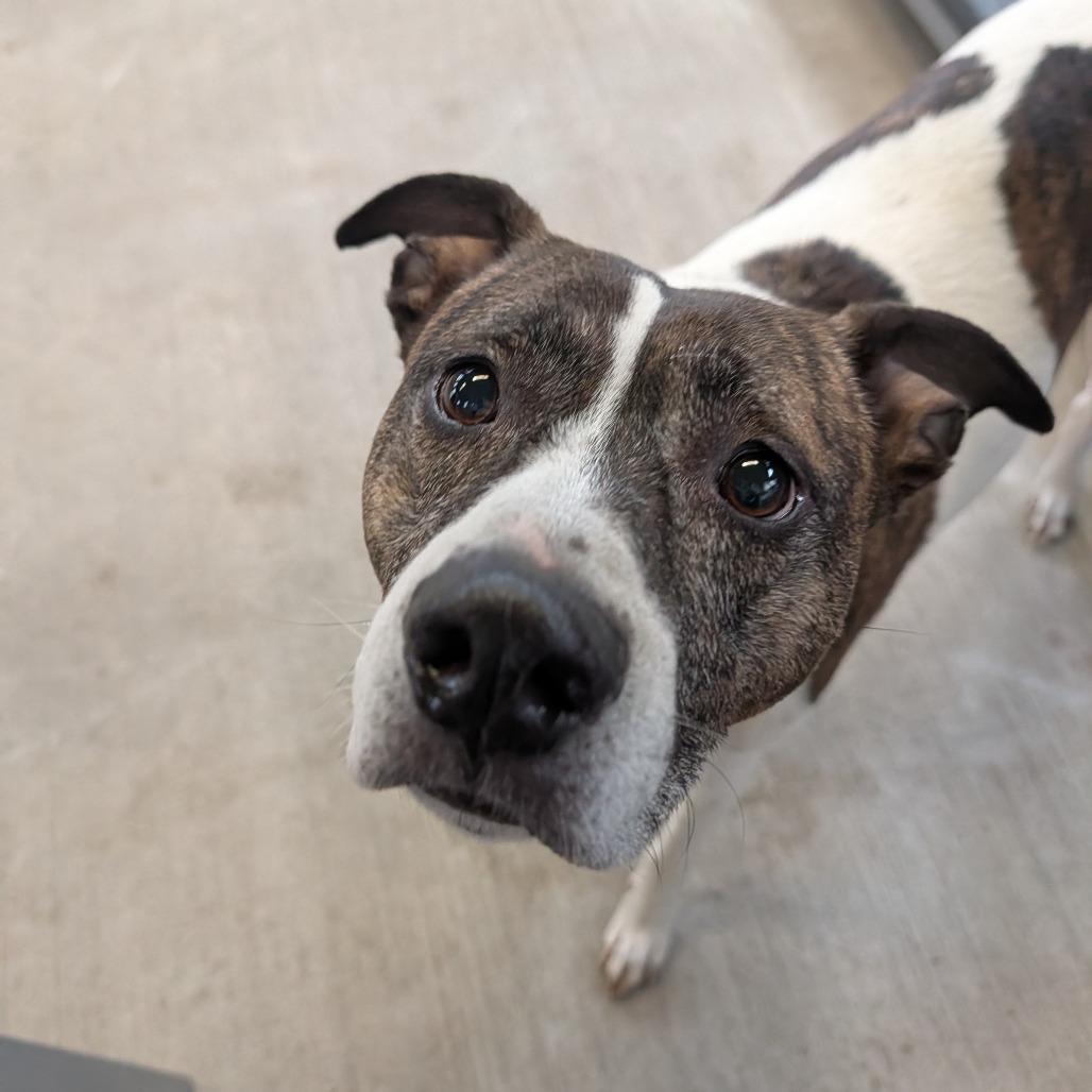 Enlarge Ernie, a Adoptable mixed breed in Jasper, IN image 6/6