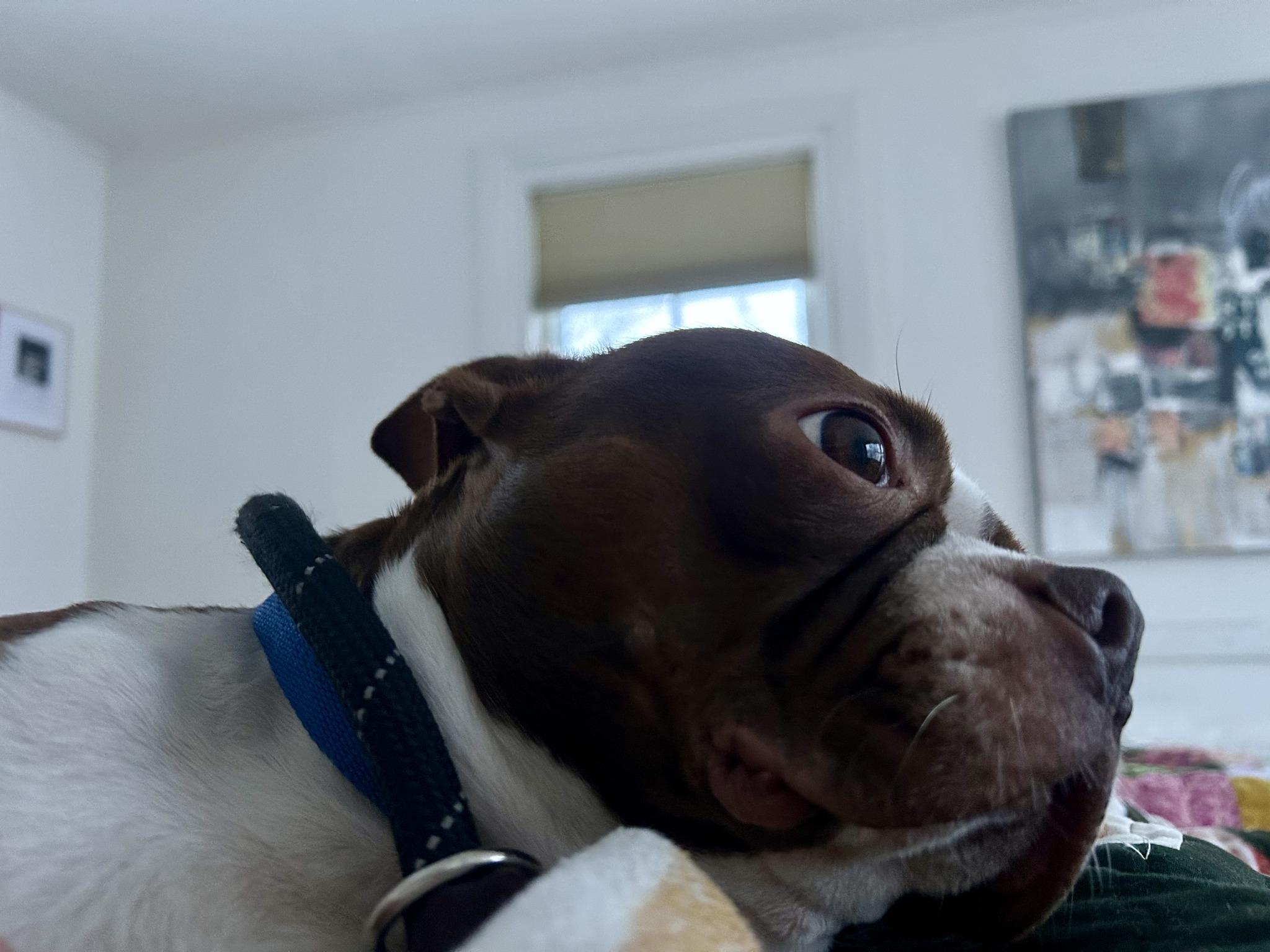 Enlarge Buddy, an adopted Boston Terrier in New York, NY image 2/4