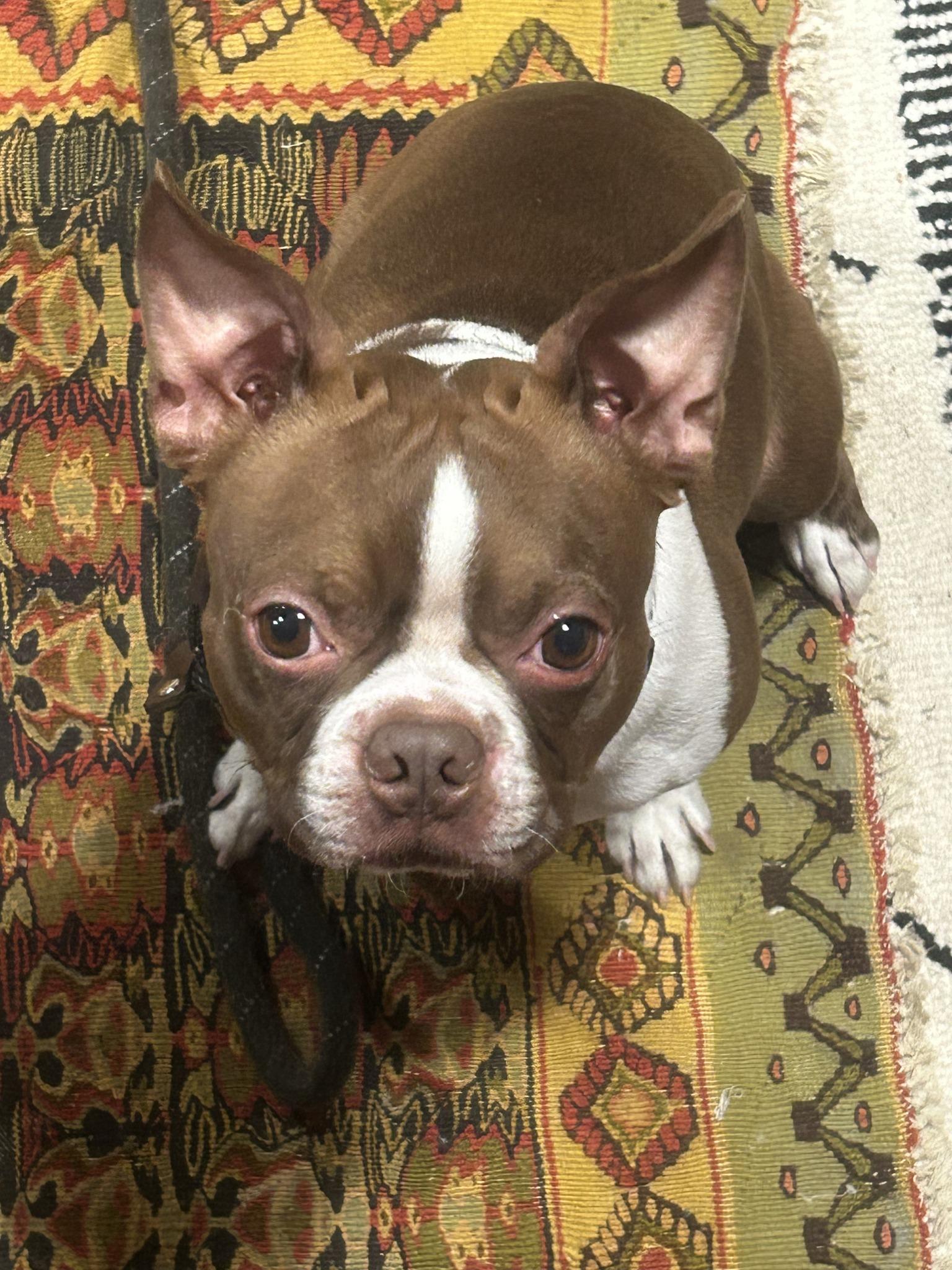 Enlarge Buddy, an adopted Boston Terrier in New York, NY image 3/4