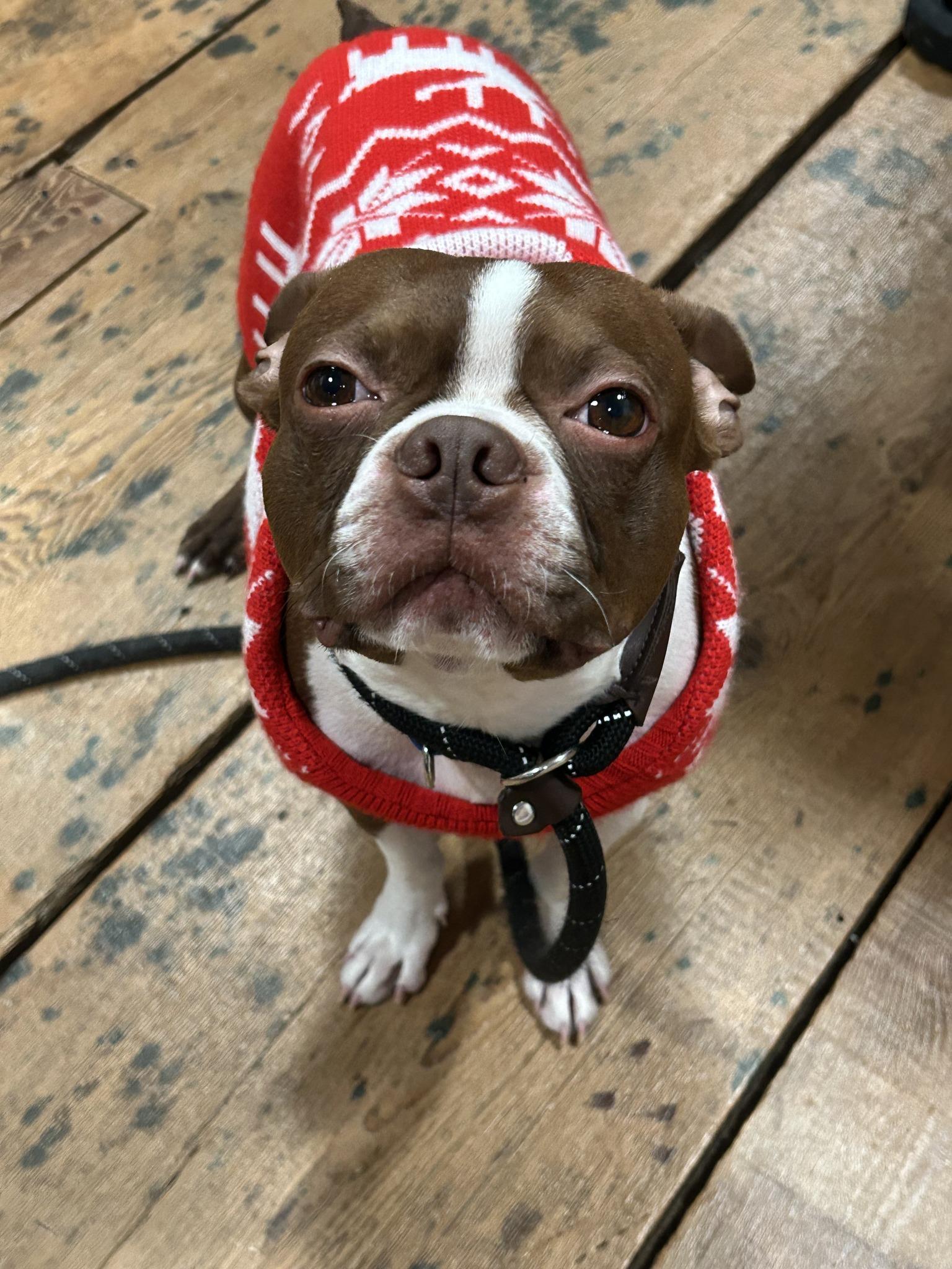 Enlarge Buddy, an adopted Boston Terrier in New York, NY image 1/4