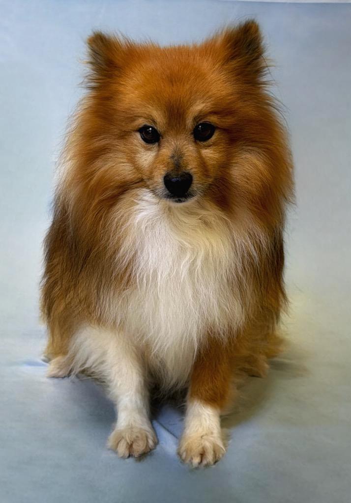 Copper, ADOPTABLE, Senior Male Pomeranian.