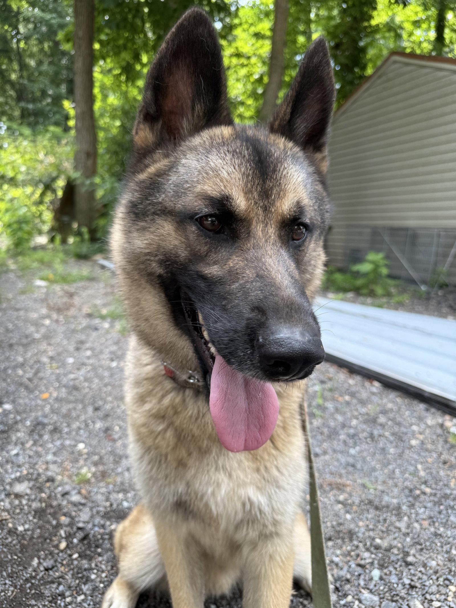 Enlarge KAYO, a Adoptable German Shepherd Dog in Baltimore, MD image 1/3