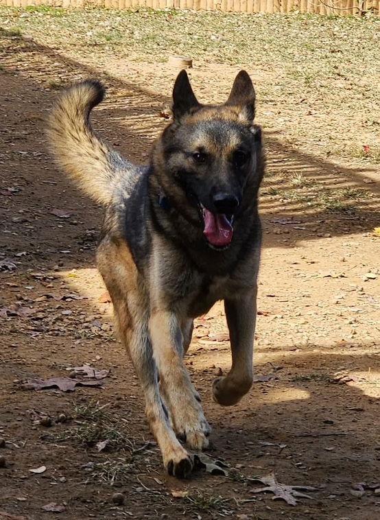 KAYO, Adoptable, Adult Male German Shepherd Dog.