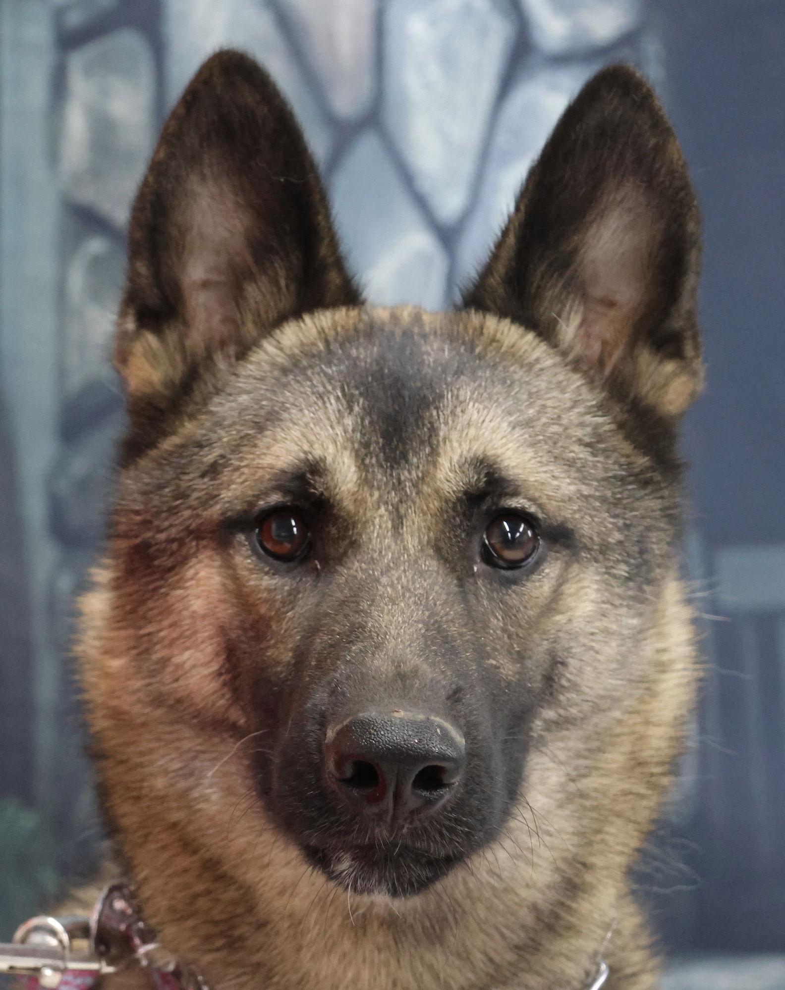 Enlarge KAYO, a Adoptable German Shepherd Dog in Baltimore, MD image 2/3