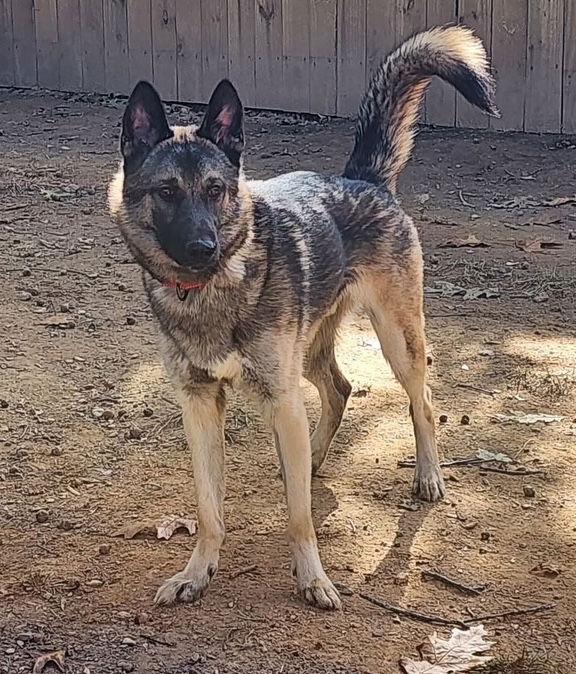 KAYO, a Adoptable German Shepherd Dog in Baltimore, MD image 2/3
