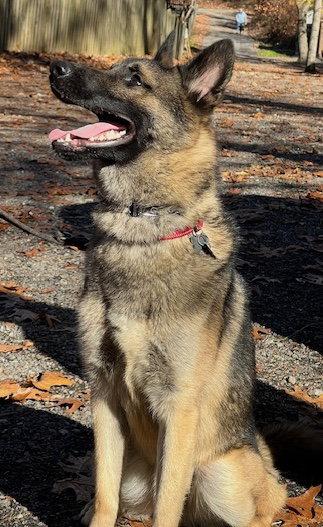 KAYO, Adoptable, Adult Male German Shepherd Dog.