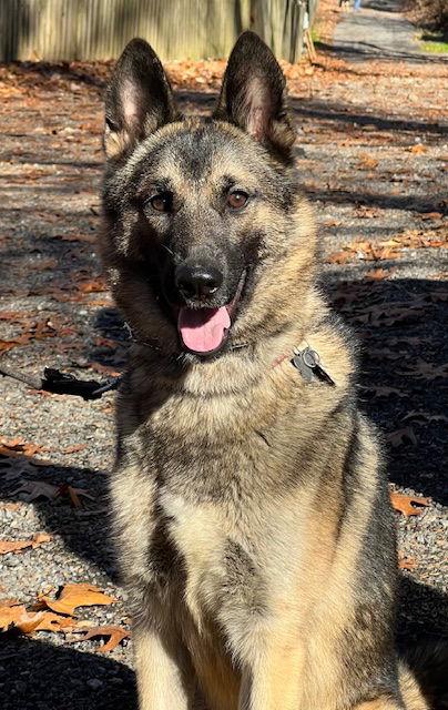 Enlarge KAYO, a Adoptable German Shepherd Dog in Baltimore, MD image 2/3