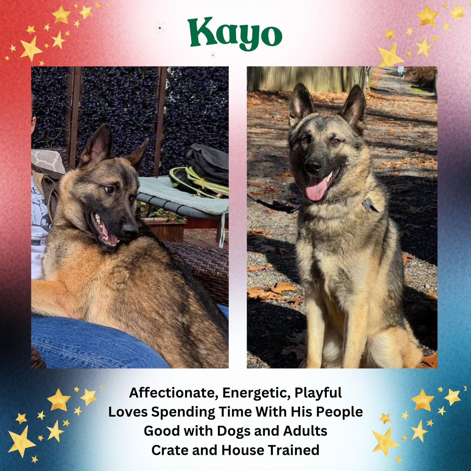 Enlarge KAYO, a Adoptable German Shepherd Dog in Baltimore, MD image 3/3