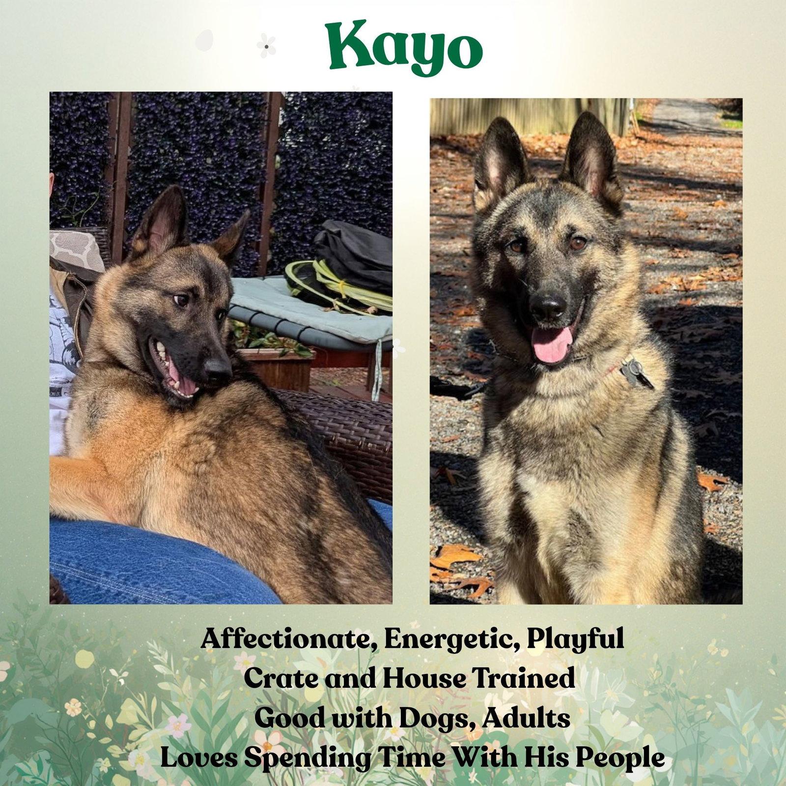Enlarge KAYO, a Adoptable German Shepherd Dog in Baltimore, MD image 3/3