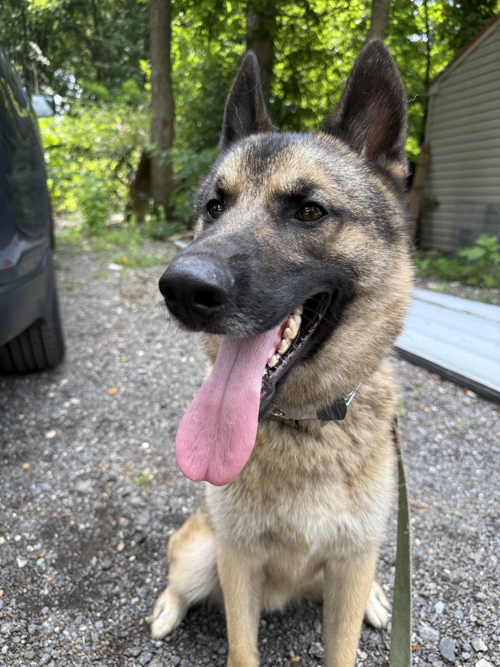 KAYO, a Adoptable German Shepherd Dog in Baltimore, MD image 2/3