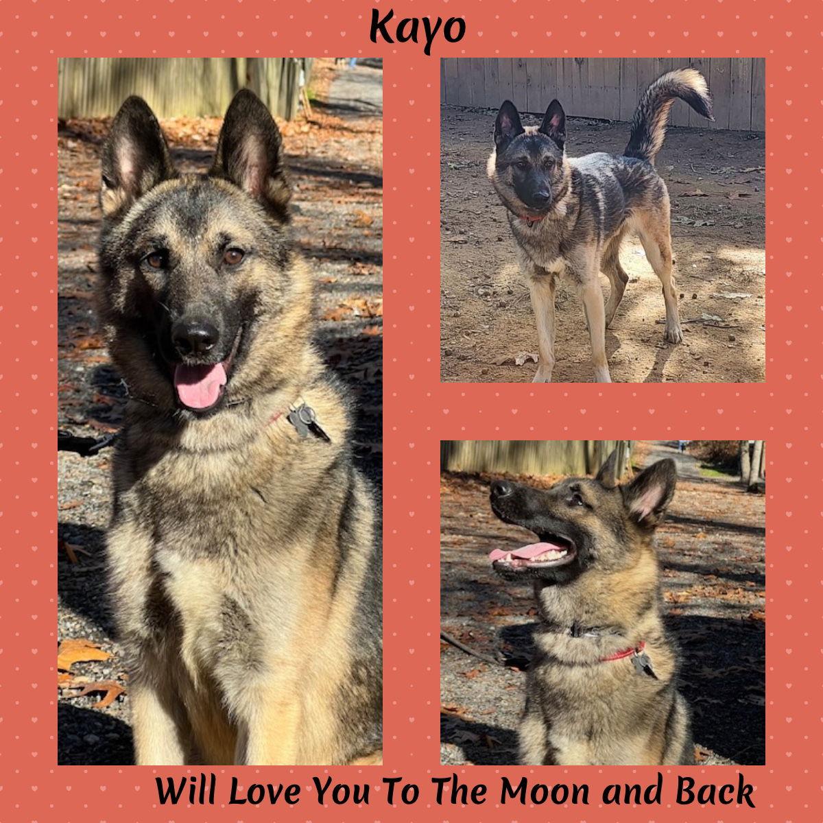Enlarge KAYO, a Adoptable German Shepherd Dog in Baltimore, MD image 3/3