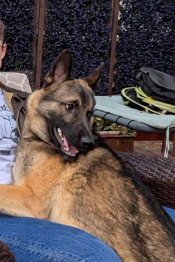 KAYO, a Adoptable German Shepherd Dog in Baltimore, MD image 3/3