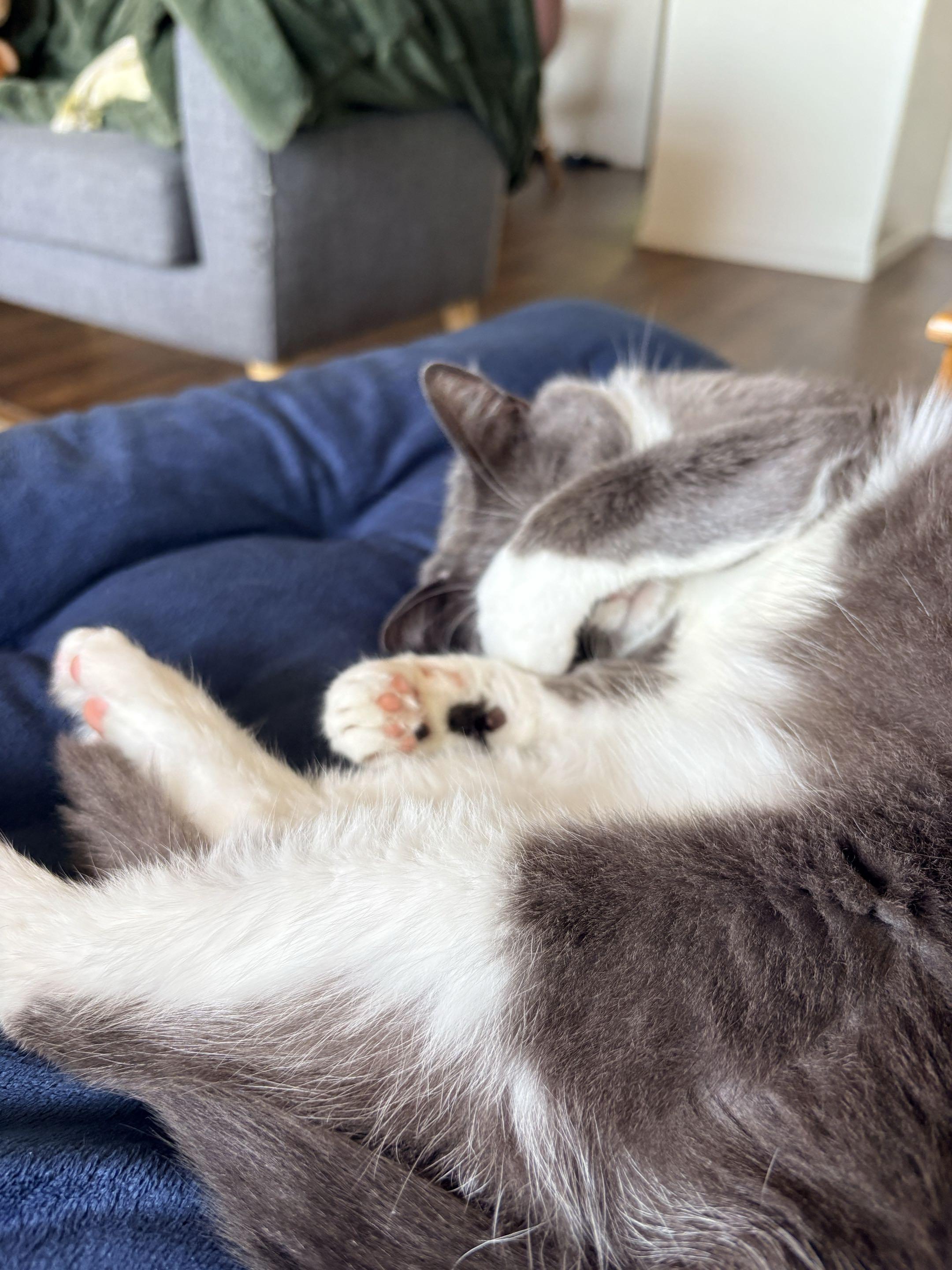 Enlarge Holy Smokes, a ADOPTABLE Domestic Short Hair in San Luis Obispo, CA image 3/5