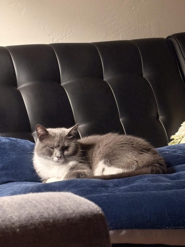 Enlarge Holy Smokes, a ADOPTABLE Domestic Short Hair in San Luis Obispo, CA image 4/4