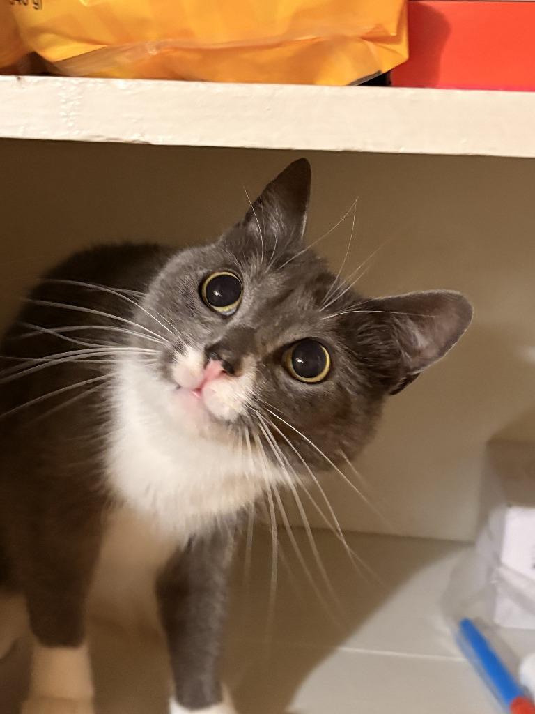 Enlarge Holy Smokes, a ADOPTABLE Domestic Short Hair in San Luis Obispo, CA image 3/4