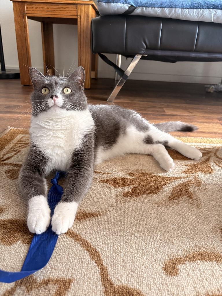 Enlarge Holy Smokes, a ADOPTABLE Domestic Short Hair in San Luis Obispo, CA image 1/4