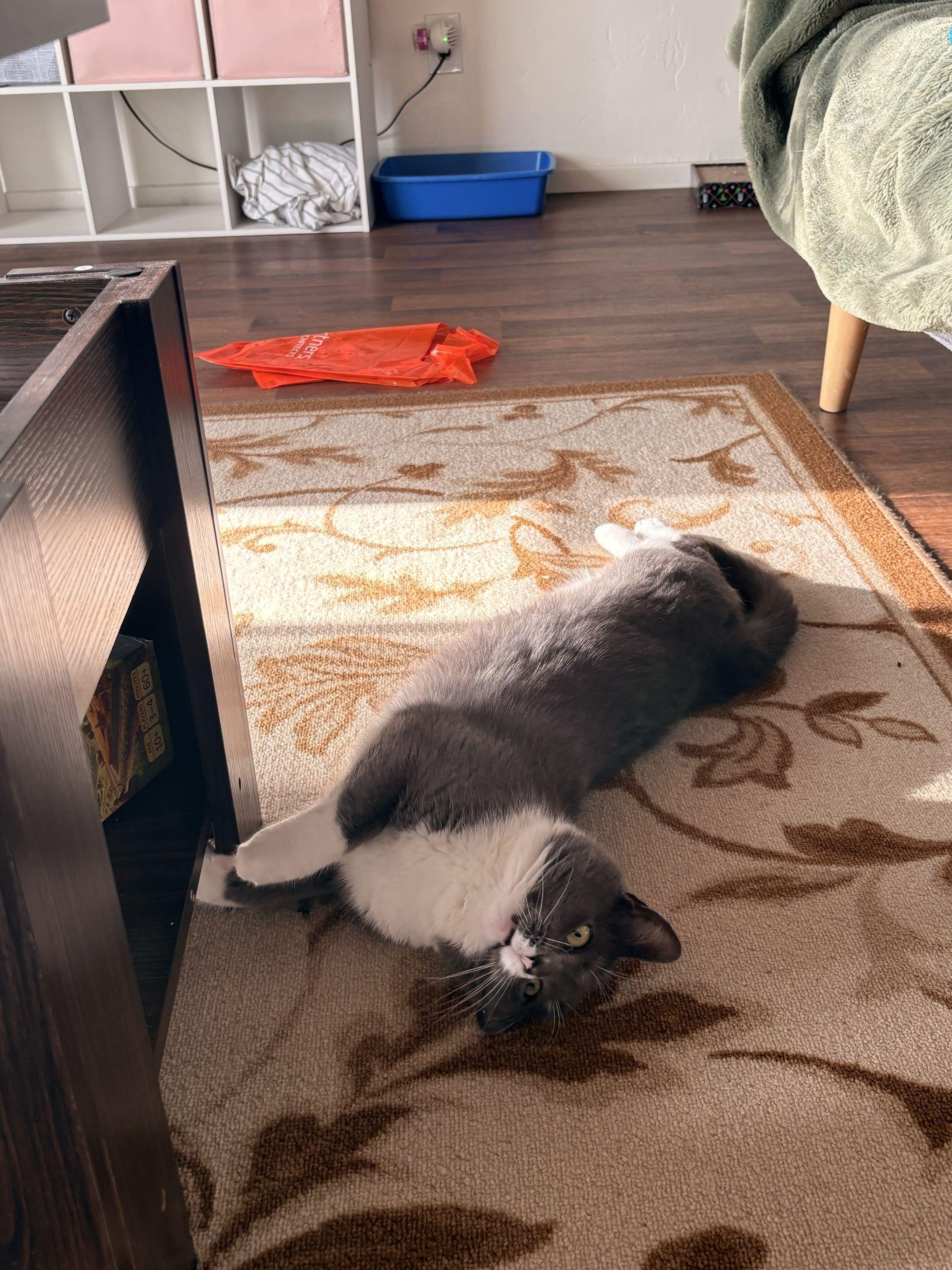 Enlarge Holy Smokes, a ADOPTABLE Domestic Short Hair in San Luis Obispo, CA image 5/5