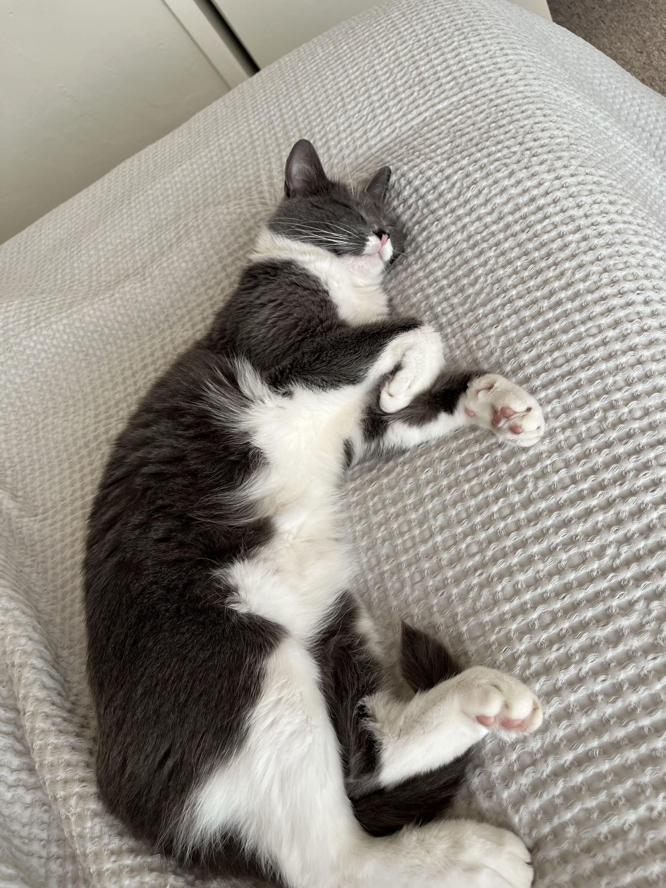 Enlarge Holy Smokes, a ADOPTABLE Domestic Short Hair in San Luis Obispo, CA image 2/5