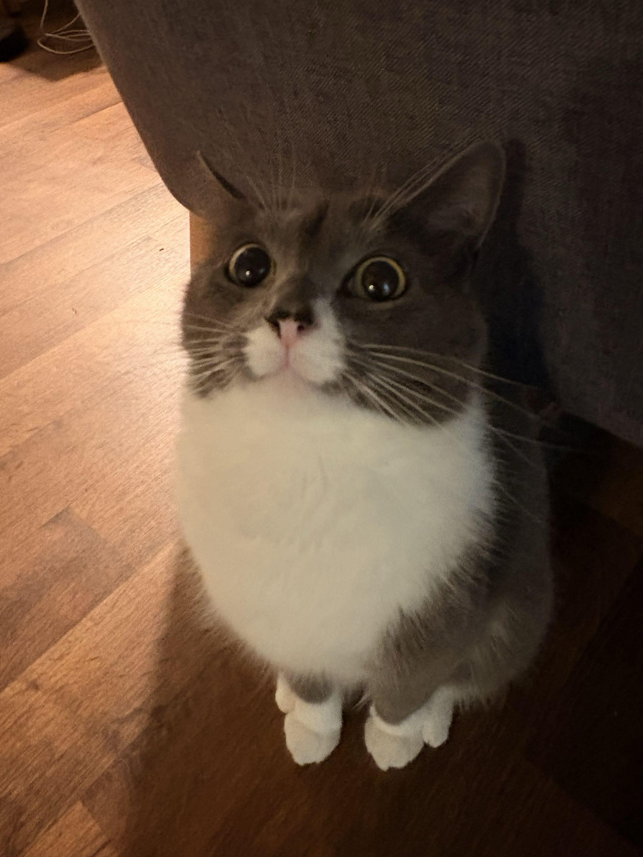 Enlarge Holy Smokes, a ADOPTABLE Domestic Short Hair in San Luis Obispo, CA image 4/5
