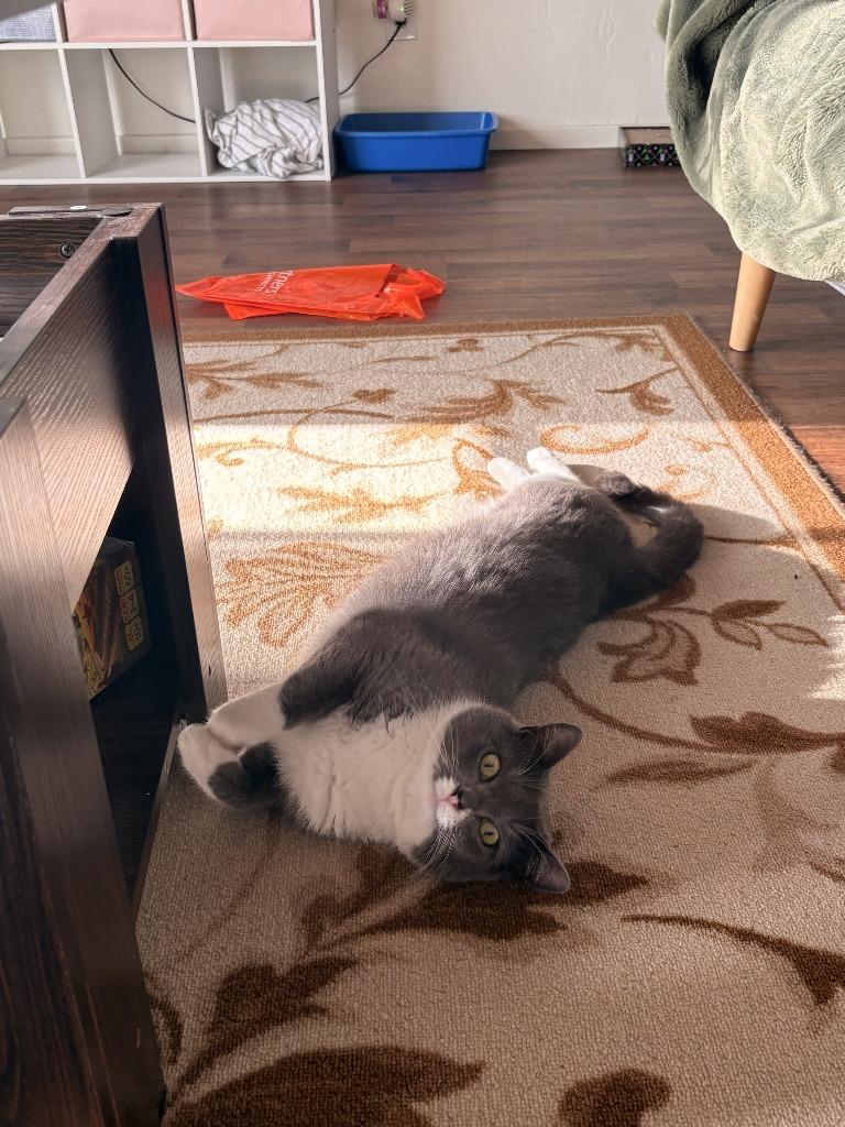 Enlarge Holy Smokes, a ADOPTABLE Domestic Short Hair in San Luis Obispo, CA image 2/4