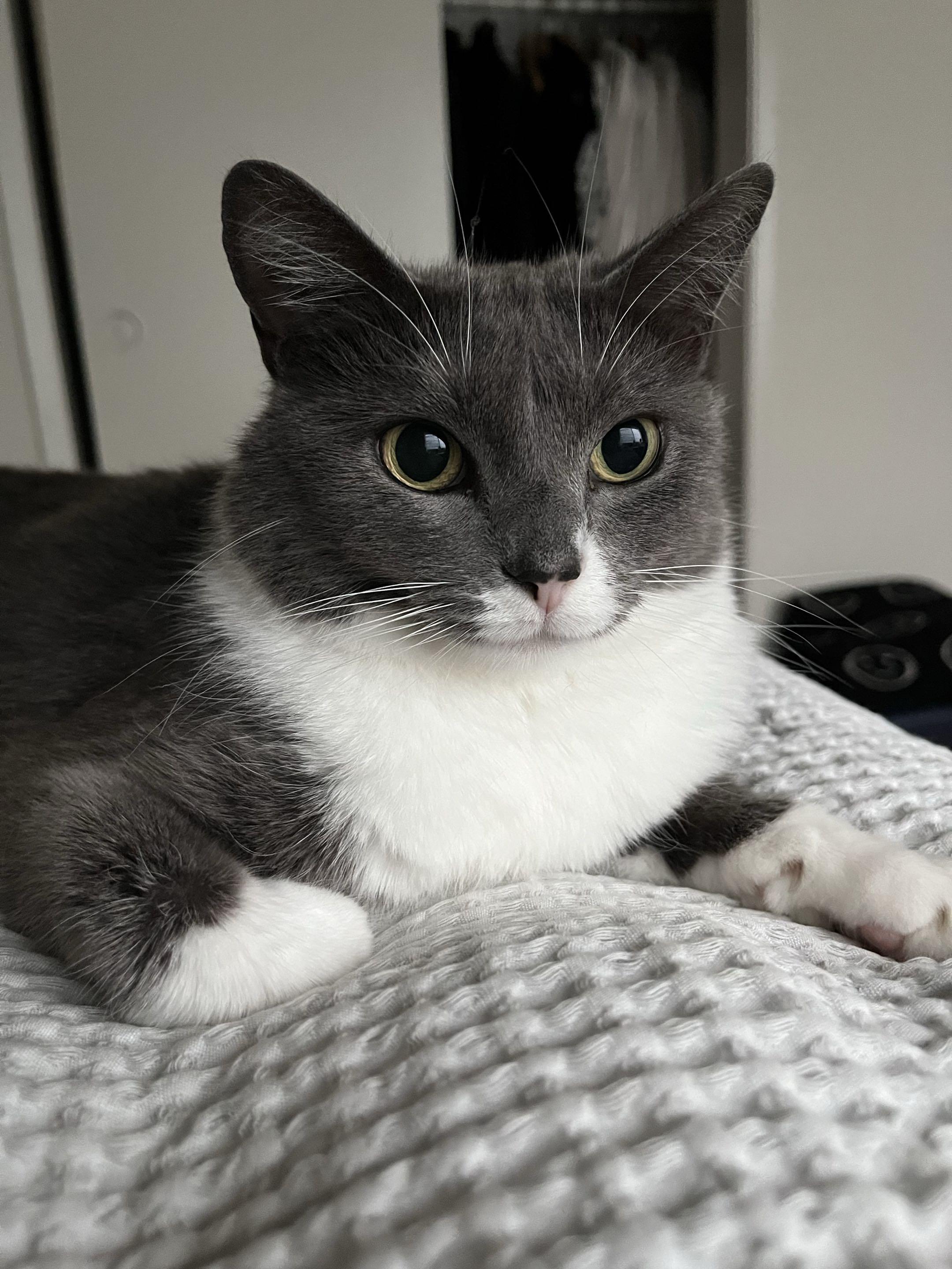 Enlarge Holy Smokes, a ADOPTABLE Domestic Short Hair in San Luis Obispo, CA image 1/5