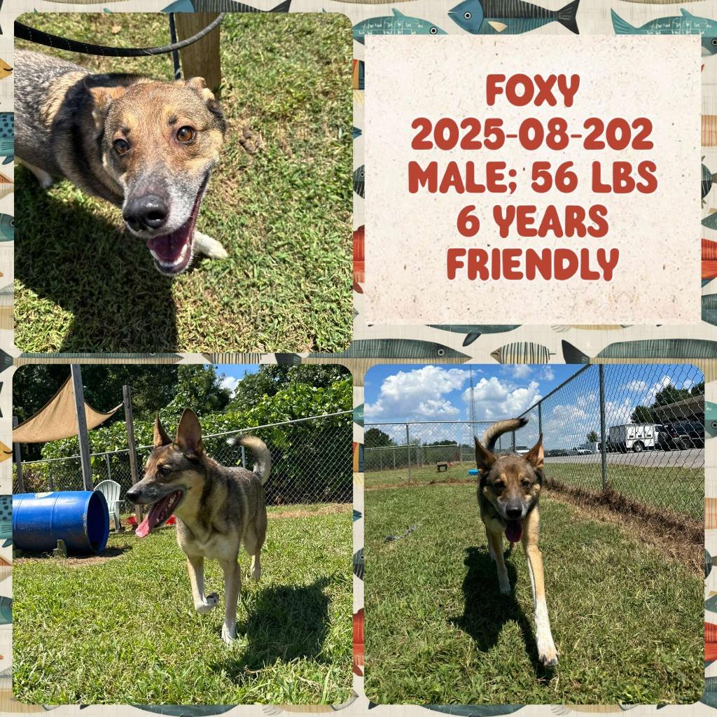 2025-08-202 *Foxy*, a Adoptable German Shepherd Dog in Winder, GA image 1/2