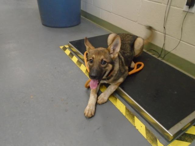 2025-08-202 *Foxy*, a Adoptable German Shepherd Dog in Winder, GA image 2/2