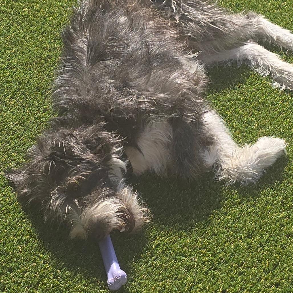 Leo, Adoptable, Adult Male Terrier.