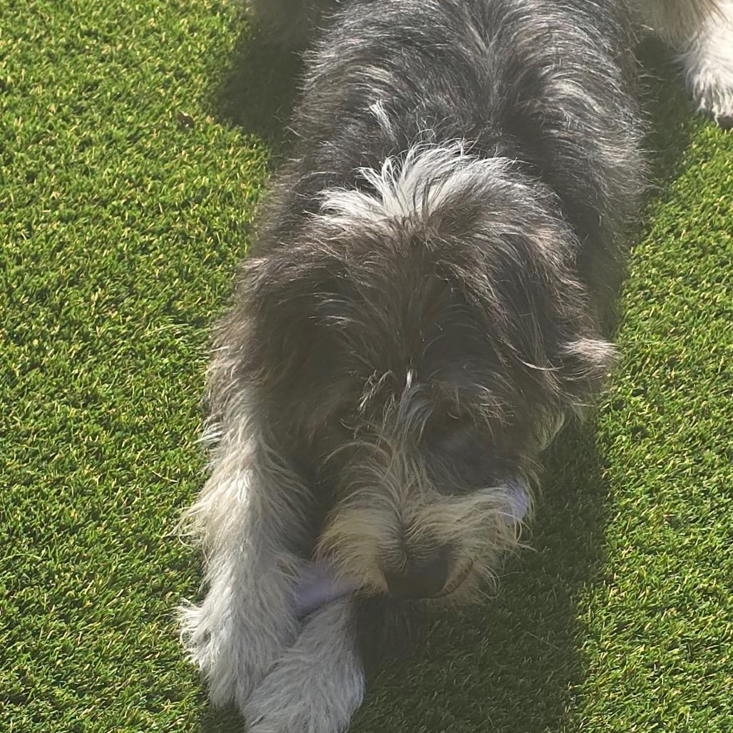 Enlarge Leo, a Adoptable Terrier in San Diego, CA image 2/6