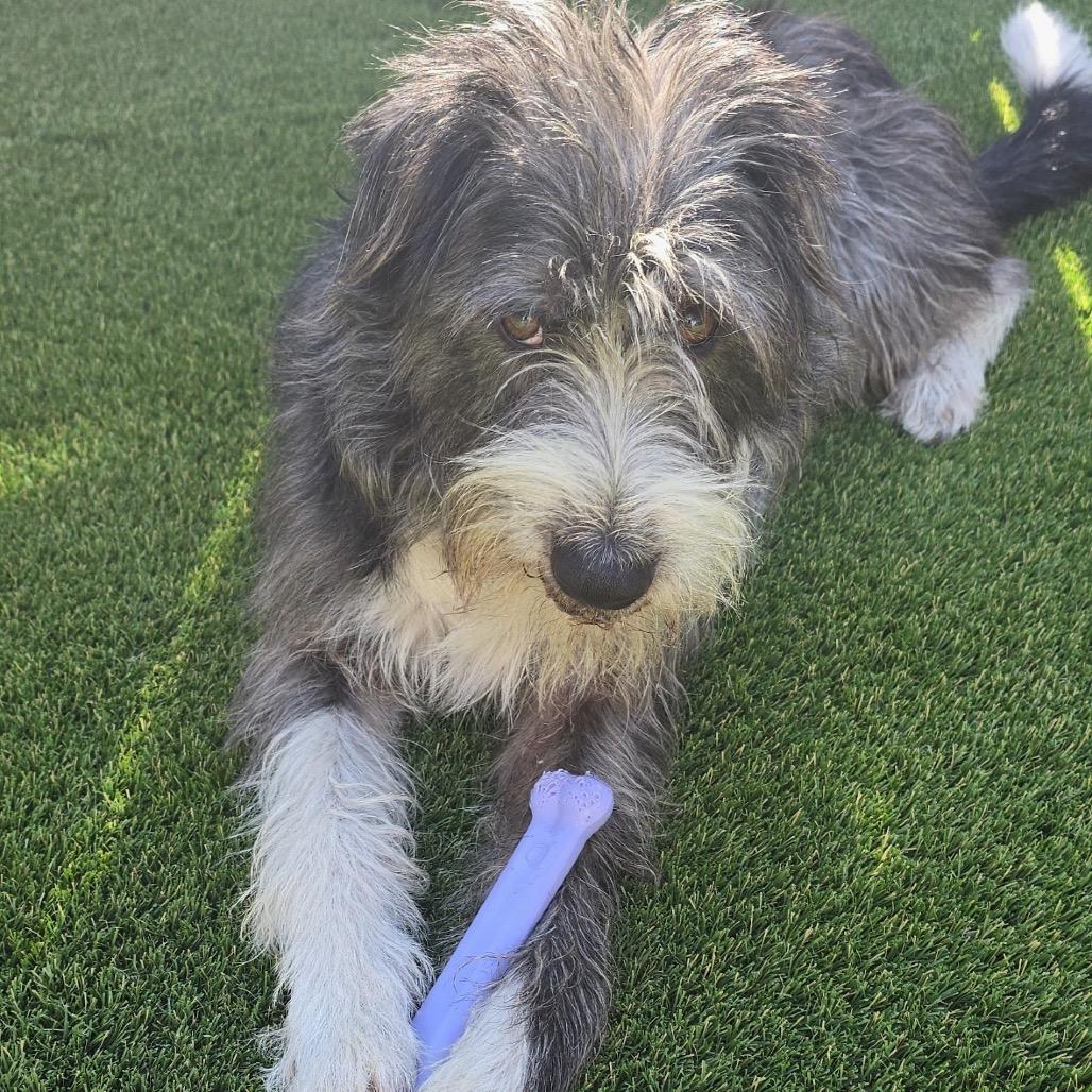 Enlarge Leo, a Adoptable Terrier in San Diego, CA image 5/6